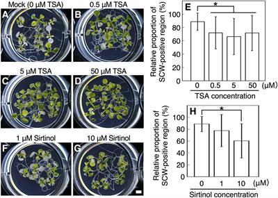 Histone Deacetylation Controls Xylem Vessel Cell Differentiation via Transcriptional Regulation of a Transcription Repressor Complex OFP1/4–MYB75–KNAT7–BLH6